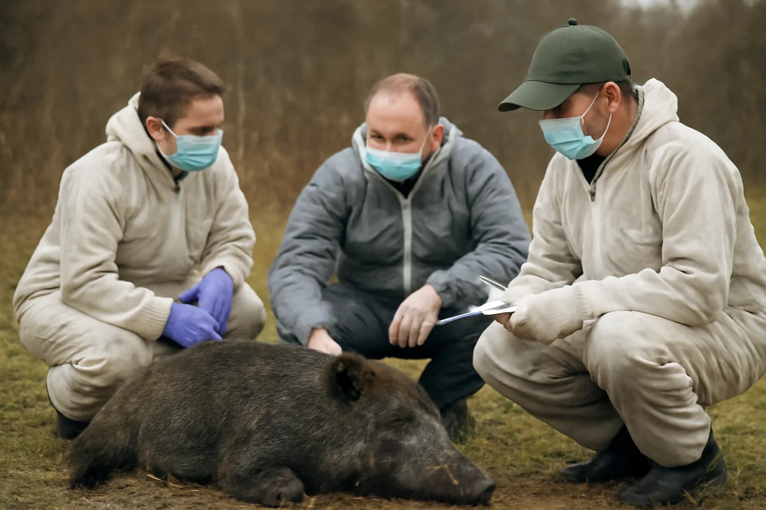 Caz de pestă porcină africană la mistreți, confirmat în zona Oloșag, județul Timiș